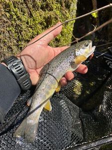 Brown Trout