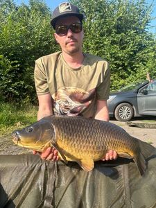 Common Carp