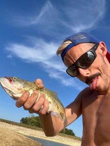 Smallmouth Bass