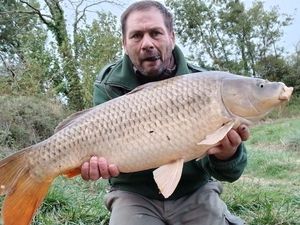 Common Carp