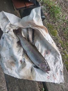 Rainbow Trout