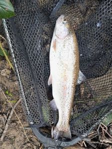 Rainbow Trout
