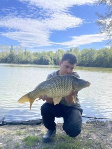 Common Carp