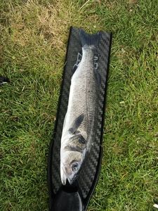 European Bass (Seabass)