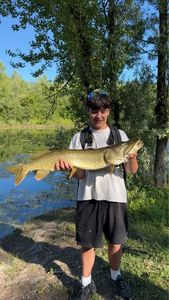 Northern Pike