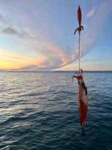 European Squid