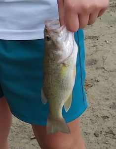 Largemouth Bass