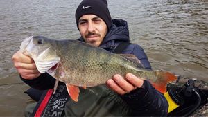 European Perch