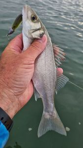 European Bass (Seabass)