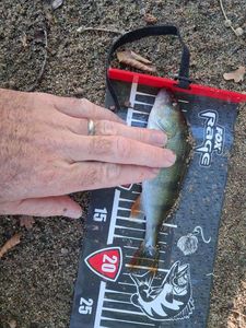 European Perch