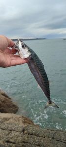 Mackerel