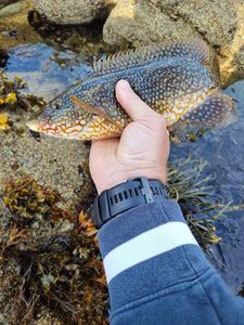 Ballan Wrasse