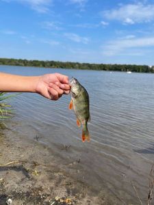 European Perch
