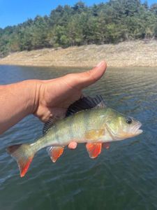 European Perch