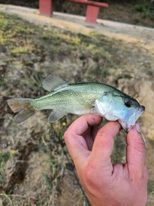 Largemouth Bass