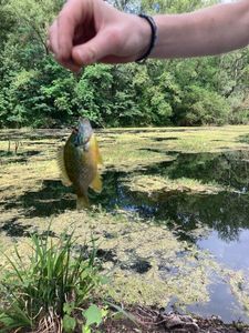 Green Sunfish