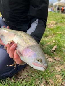 Rainbow Trout
