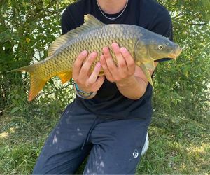 Common Carp