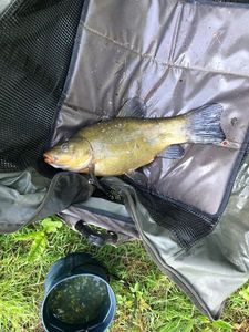 Tench