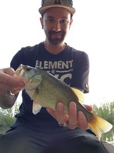 Largemouth Bass