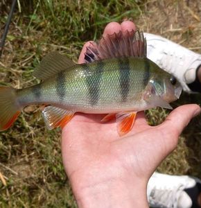 European Perch