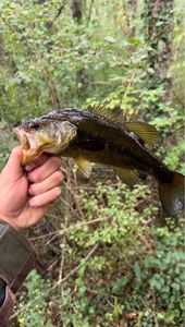 Largemouth Bass