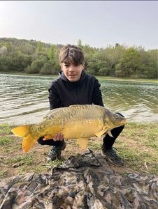 Mirror Carp