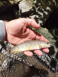Brown Trout