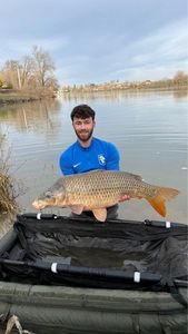Common Carp