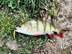 European Perch