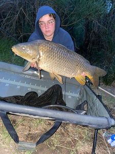 Common Carp