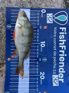 European Perch