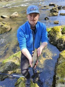 Brown Trout