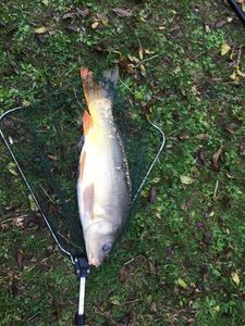 Mirror Carp