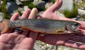 Brook Trout