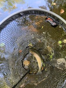 Rainbow Trout