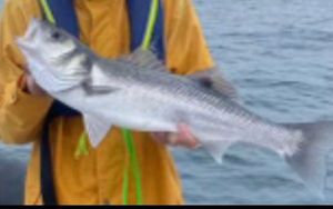 European Bass (Seabass)