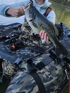 Smallmouth Bass