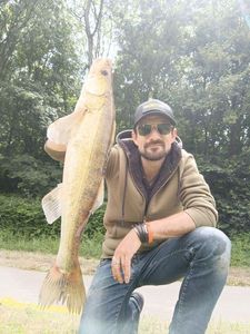 Zander
