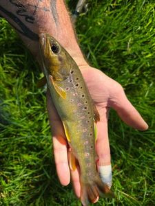 Brown Trout