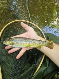 Brown Trout