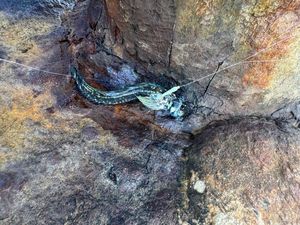 Black Goby