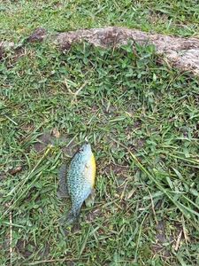 Green Sunfish