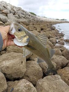 European Bass (Seabass)