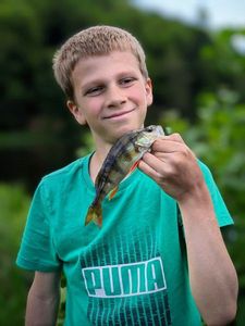 European Perch