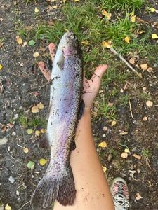 Rainbow Trout