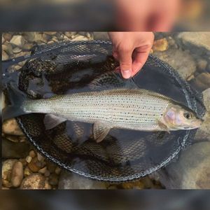 Grayling