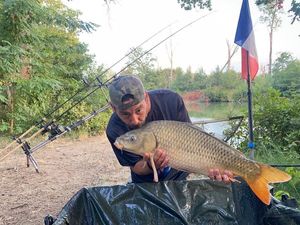 Common Carp