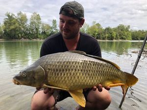 Common Carp