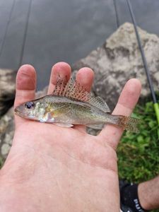 Ruffe